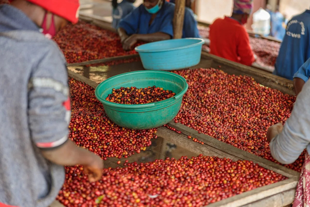 Rwanda Fugi Ubumwe Washed by portrait.mom